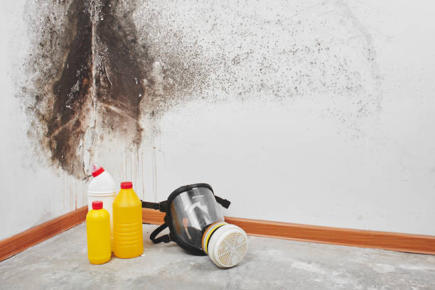 Best Office Mold Removal Services  in Ashland, OR