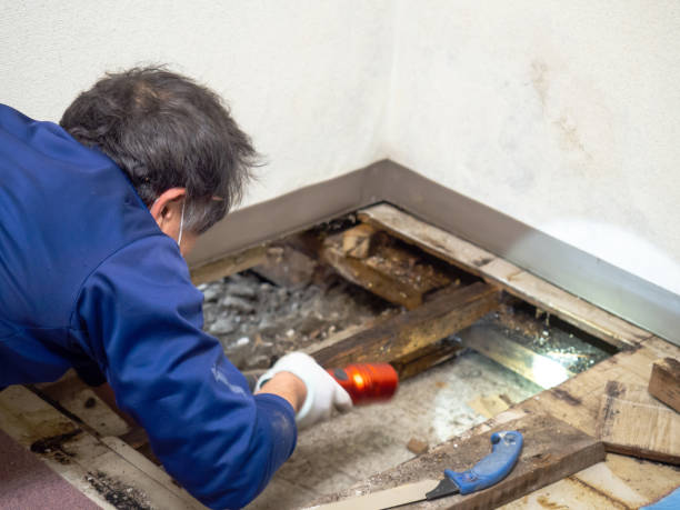 Best Local Mold Removal Service  in Ashland, OR