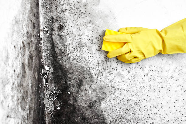 Best Mold Testing  in Ashland, OR