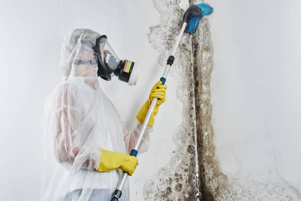 Best Office Mold Removal Services  in Ashland, OR