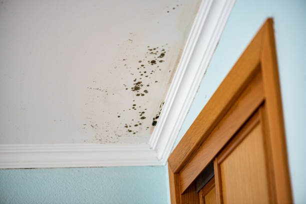 Crawl Space Mold Removal in Ashland, OR