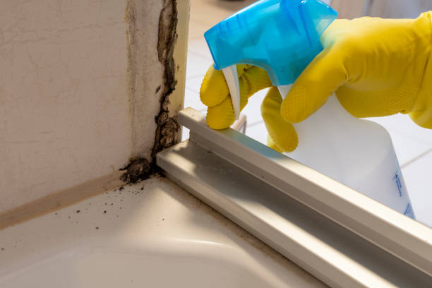Best Attic Mold Removal  in Ashland, OR