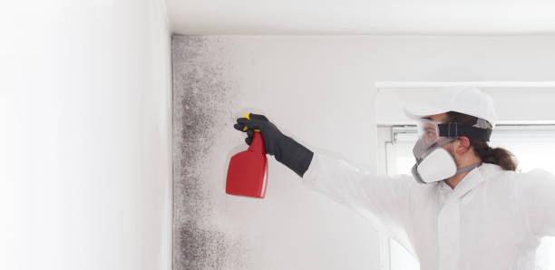 Best Mold Testing and Removal  in Ashland, OR