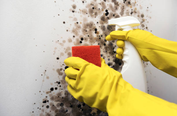 Best Home Mold Removal  in Ashland, OR
